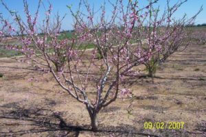 First blossom on almod tree